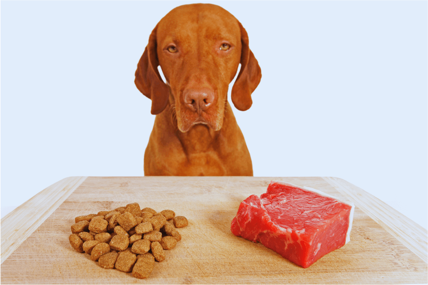 barf-ishrana-pasa-sirova-ili-preradjena-hrana