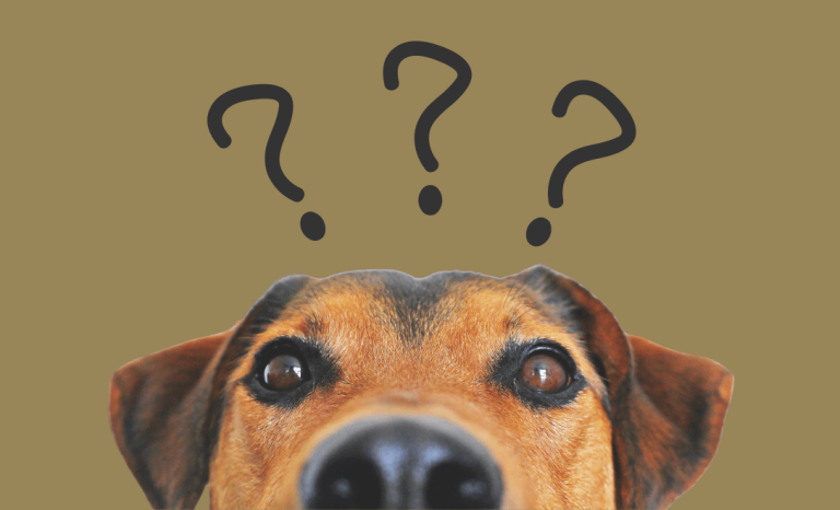 Sirova hrana za pse: Pitanja i mitovi