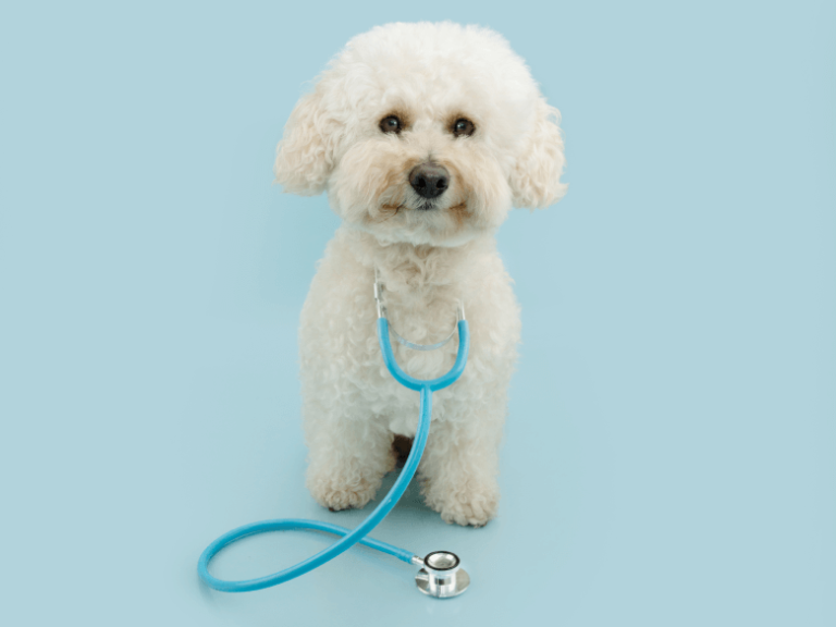 Zdravstvene prednosti BARF ishrane pasa